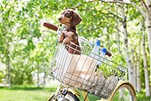 PUP 28 YT0029 01
Miniature Dachshund Puppy In Bicycle Basket
