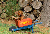 PUP 28 CE0001 01
Miniature Smooth Dachshund Puppy Sitting In Wheelbarrow By Woodpile