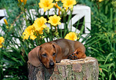 PUP 28 CE0003 01
Miniature Smooth Dachshund Puppy Laying On Tree Stump By Flowers