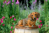 PUP 28 CE0005 01
Miniature Smooth Dachshund Puppy Sitting On Barrel By Flowers