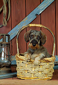 PUP 28 CE0006 01
Miniature Wirehaired Dachshund Puppy Sitting In Basket By Lantern In Barn