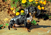 PUP 28 CE0008 01
Miniature Smooth Dachshund Puppy Sitting On Rock By Flowers