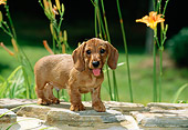PUP 28 CE0009 01
Miniature Wirehaired Dachshund Puppy Standing On Stone Wall By Flowers