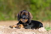 PUP 28 KH0004 01
Wirehaired Dachshund Puppy Laying On Dirt