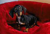 PUP 28 RK0007 01
Dachshund Puppy Sitting In Red Dog Bed