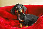 PUP 28 RK0007 06
Dachshund Puppy Sitting In Red Dog Bed