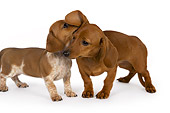 PUP 28 RK0011 01
Two Dachshund Puppies On White Seamless Studio