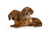 PUP 28 RK0012 01
Two Dachshund Puppies On White Seamless Studio