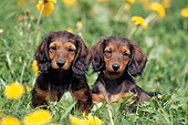 PUP 28 SS0001 01
Two Longhair Dachschund Puppies Sitting In Grass By Dandelions