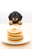 PUP 28 YT0001 01
Dachshund Puppy Looking At Pancakes On Table