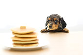 PUP 28 YT0002 01
Dachshund Puppy Looking At Pancakes On Table