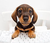 PUP 28 YT0003 01
Dachshund Puppy Standing On Chair With Paws On Keyboard