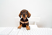 PUP 28 YT0005 01
Dachshund Puppy Standing On Chair With Paws On Keyboard