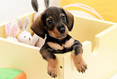 PUP 28 YT0006 01
Dachshund Puppy Peeking Out Of Toy Box