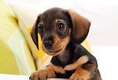 PUP 28 YT0007 01
Close-Up Of Dachshund Puppy Looking Over Arm Of Couch