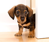 PUP 28 YT0008 01
Close-Up Of Dachshund Puppy Standing In Doorway