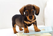 PUP 28 YT0009 01
Dachshund Puppy Standing On Books On White Couch