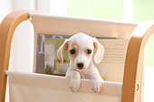 PUP 28 YT0012 01
Dachshund Puppy Peeking Out Of Magazine Holder