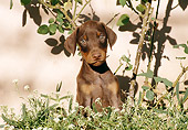 PUP 29 CB0001 01
Doberman Pinscher Puppy Sitting By Thorny Shrub