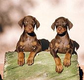PUP 29 CB0002 01
Two Doberman Pinscher Puppies Laying On Log
