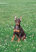 PUP 29 FA0004 01
Doberman Pinscher Puppy Sitting On Grass With Wildflowers