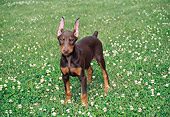 PUP 29 FA0005 01
Doberman Pinscher Puppy Standing On Grass With Wildflowers