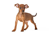 PUP 29 JE0001 01
Miniature Pinscher Puppy Standing On White Seamless