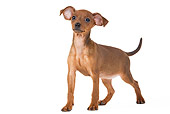 PUP 29 JE0002 01
Miniature Pinscher Puppy Standing On White Seamless