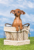 PUP 29 JE0003 01
Miniature Pinscher Puppy Sitting In Basket On Lawn
