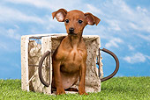 PUP 29 JE0004 01
Miniature Pinscher Puppy Sitting In Tipped Basket On Lawn