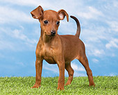 PUP 29 JE0005 01
Miniature Pinscher Puppy Standing On Lawn