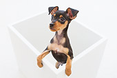 PUP 29 YT0001 01
Miniature Pinscher Puppy Standing In White Box On White Seamless