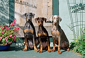 PUP 29 CE0003 01
Three Doberman Pinscher Puppies Sitting By Flowers And Door