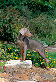 PUP 29 CE0004 01
Doberman Pinscher Puppy Stepping On Rock By Flowers Shrubs Trees