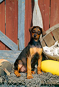 PUP 29 CE0008 01
Doberman Pinscher Puppy Sitting On Dock By Net And Boathouse