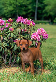PUP 29 CE0010 01
Miniature Pinscher Puppy Standing In Grass By Pink Flowers