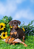 PUP 29 FA0002 01
Doberman Pinscher Puppy Laying On Log By Yellow Flowers