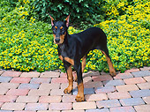 PUP 29 FA0003 01
Doberman Pinscher Puppy Standing On Patio By Yellow Flowers