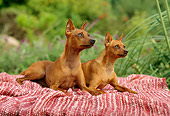 PUP 29 RC0001 01
Two Miniature Pinscher Puppies Laying On Red Striped Blanket In Garden