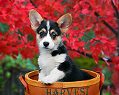 PUP 30 BK0001 01
Welsh Corgi Puppy Sitting In Basket By Autumn Leaves