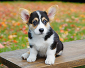 PUP 30 BK0002 01
Welsh Corgi Puppy Sitting On Bench By Autumn Leaves