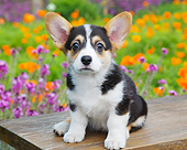 PUP 30 BK0003 01
Welsh Corgi Puppy Sitting On Bench By Spring Flowers