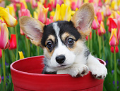 PUP 30 BK0004 01
Welsh Corgi Puppy Sitting In Flower Pot By Tulips