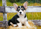 PUP 30 BK0005 01
Welsh Corgi Puppy Sitting On Hay