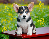 PUP 30 BK0006 01
Welsh Corgi Puppy Sitting On Bench By Spring Flowers