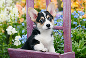 PUP 30 BK0007 01
Welsh Corgi Puppy Sitting On Purple Chair In Garden