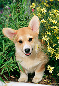 PUP 30 CE0023 01
Pembroke Welsh Corgi Puppy Peeking Out Of Garden