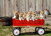 PUP 30 CE0024 01
Welsh Corgi Puppies Sitting In Red Wagon