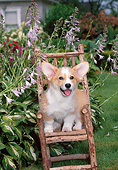 PUP 30 CE0026 01
Pembroke Welsh Corgi Puppy Sitting In Twig Chair By Purple Hostas