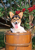 PUP 30 CE0027 01
Pembroke Welsh Corgi Puppy Sitting In Wooden Bucket
